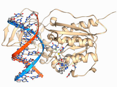 Molecular model of a methyltransferase enzyme (beige) complexed with a molecule of DNA (red and blue). The DNA methyltransferase family of enzymes add methyl groups to the DNA, which can turn off or regulate genes without changing the genetic sequence.